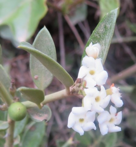 Carissa bispinosa overlapping petal lobes, grey-haired leaves